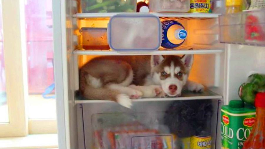 husky-fridge.jpg