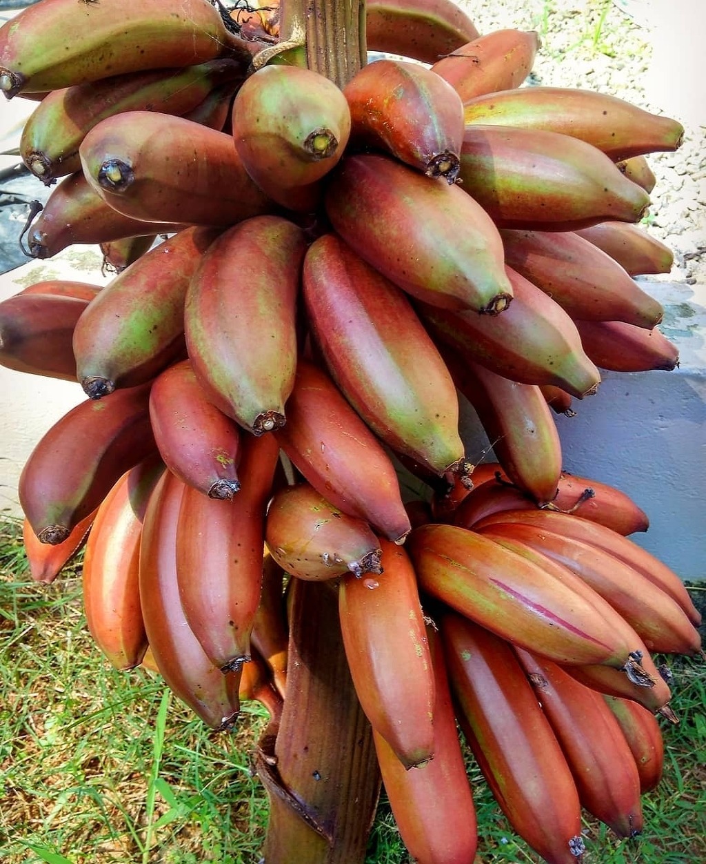 빨간 바나나 - 꾸르