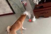 강아지 vs 고양이 공 뺏기 놀이