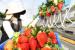 일본산 즐비하던 딸기 시장…18개 품종 국산화·96% 이상 보급