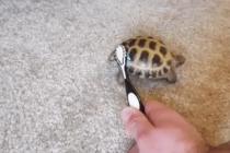 거북이의 등딱지 청결 유지 방법