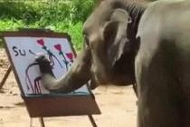 코끼리의 지능 수준
