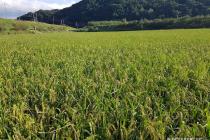농관원, 가루쌀 1만1000t 공공비축…검사 규격 마련
