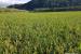 농관원, 가루쌀 1만1000t 공공비축…검사 규격 마련