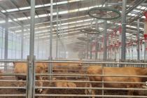 푹푹 찌는 폭염에 쓰러지는 가축들…누적 29만2000마리 폐사