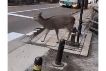 일본 사슴이 길 건너는 법