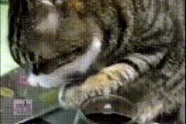 술 마신 고양이