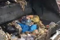 쓰레기차 안에서 발견된 생명체