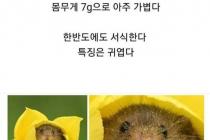 한국에 있는 귀여운 쥐 ㄷㄷㄷ