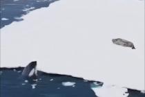 범고래가 물개에게 주는 공포