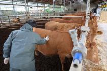 구제역 항체양성률 80% 한우·젖소 농가 살처분 보상금 지원