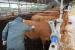 구제역 항체양성률 80% 한우·젖소 농가 살처분 보상금 지원