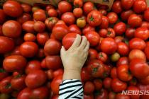 기상악화로 토마토 가격 껑충…정부 "비정형과 출하 확대"