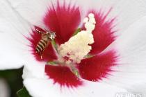 농진청, 화분 매개용 꿀벌 생산과 이용 기술 공유