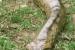 나무늘보와 아나콘다