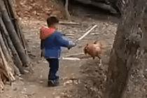 아이와 닭 싸움