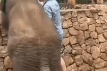 발차기하는 코끼리