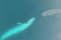 100년동안 시드니 앞바다에서 3번 발견된 매우 희귀한 대왕고래