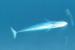 100년동안 시드니 앞바다에서 3번 발견된 매우 희귀한 대왕고래