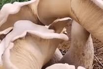 거대 버섯