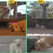 SBS 애니멀봐 '스브스쥬' 론칭…3번째 동물 유튜브 채널