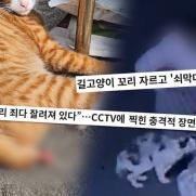 길고양이 꼬리 자르고 학대한 유명 셰프…누구?