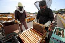 "꿀벌 소실율 17.5%, 자연감소 수준…올해 꿀 생산 양호할 것"