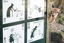 일본 나라공원의 사슴 경고문
