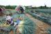 농식품부, 하반기 계절근로 외국인 근로자 1.6만명 추가 배정
