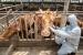 농식품부, 소·염소 구제역 백신 접종…11월11일까지