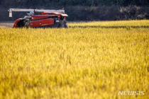 올해 쌀 생산량 376.4만t…기상 악화·재배면적 감소로 3.0%↓