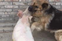 개 돼지 싸움